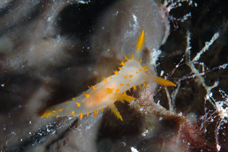 Crimora papillata